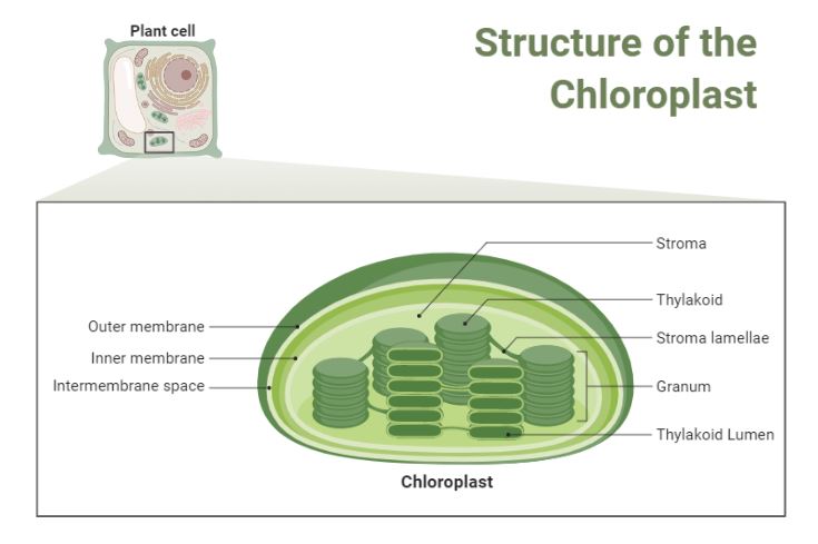 Structure of the chloroplast in a plant cell