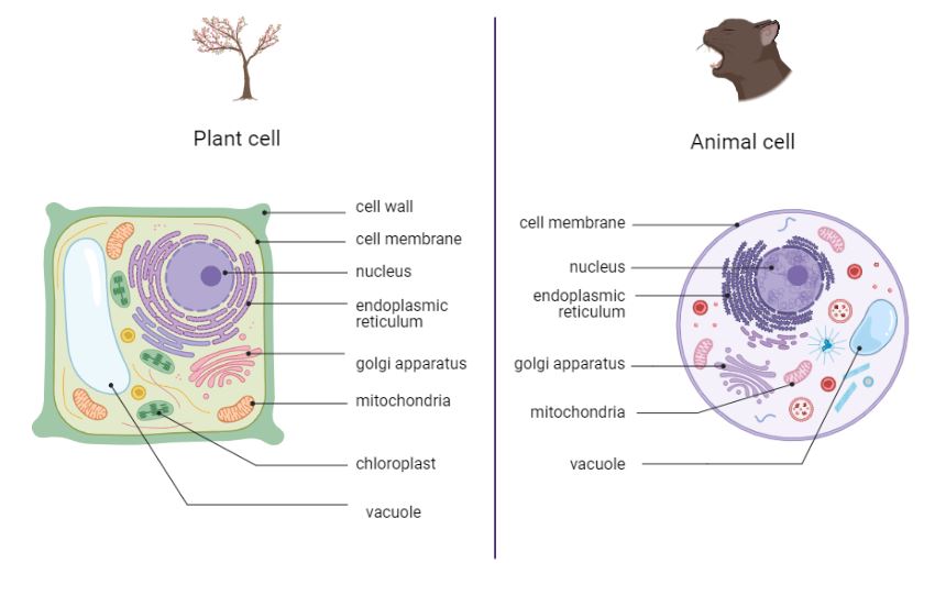 Comparison between a plant cell and an animal cell