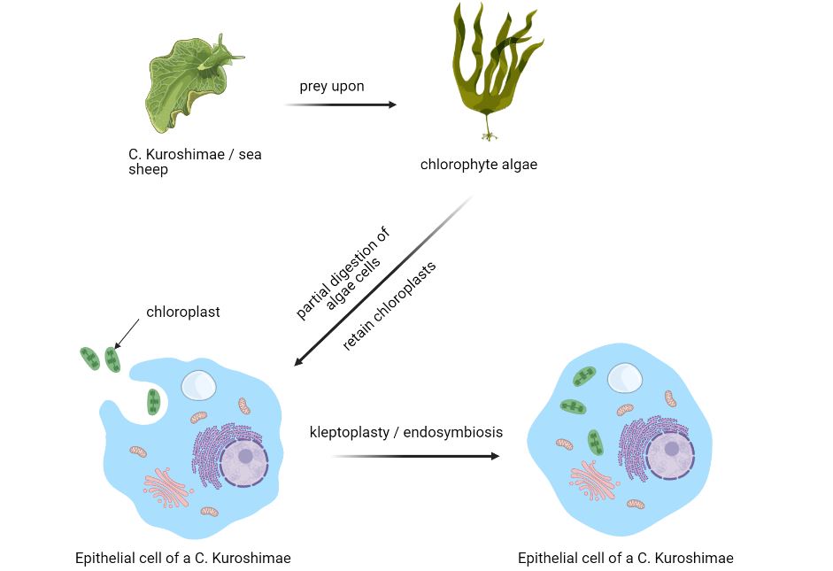 Simplified schema of kleptoplasty in a C. Kuroshimae