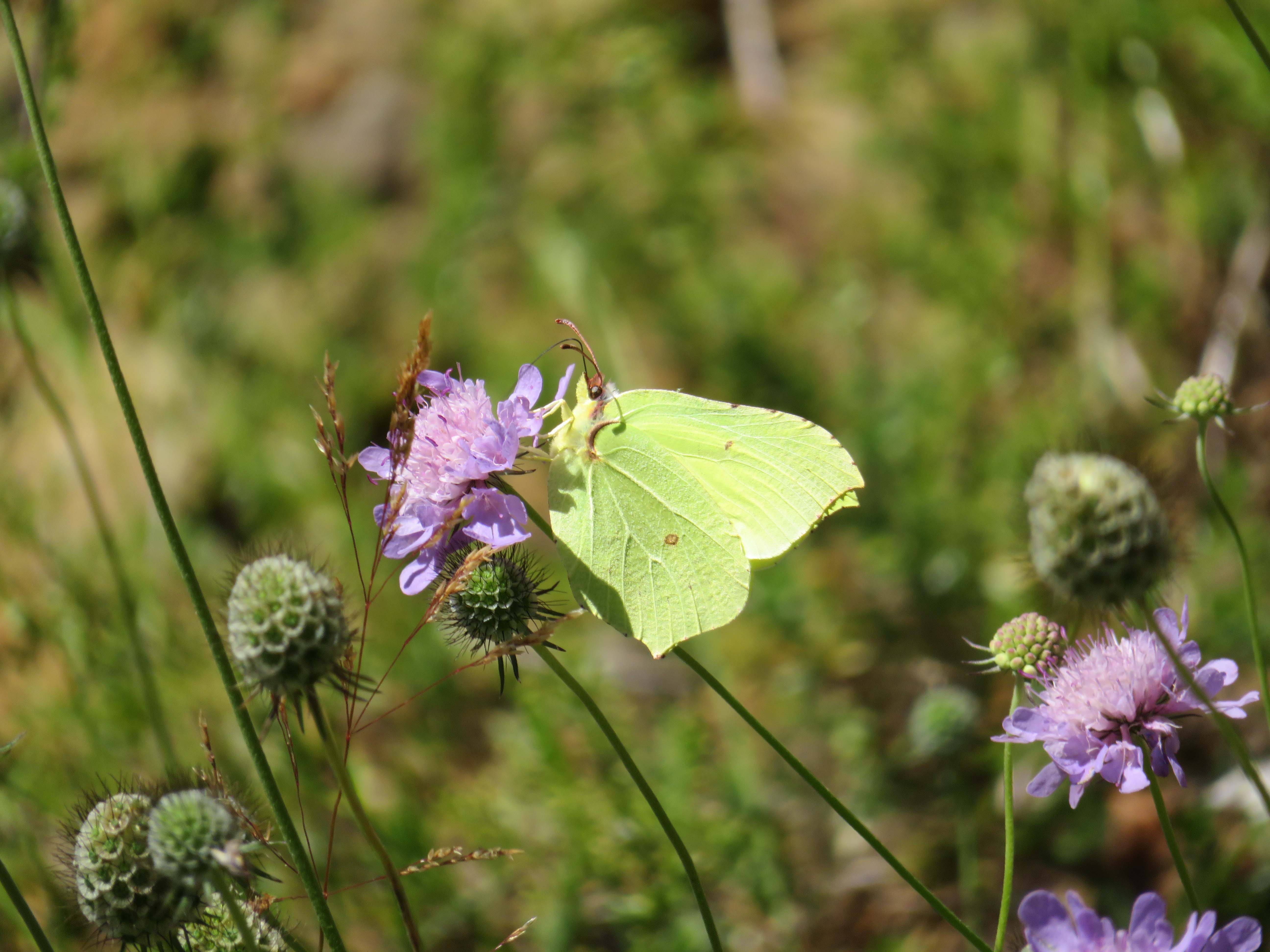 Brimstone butterfly (Gonepteryx rhamni)