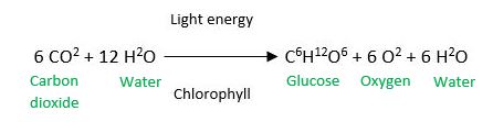 Chemical equation of photosynthesis