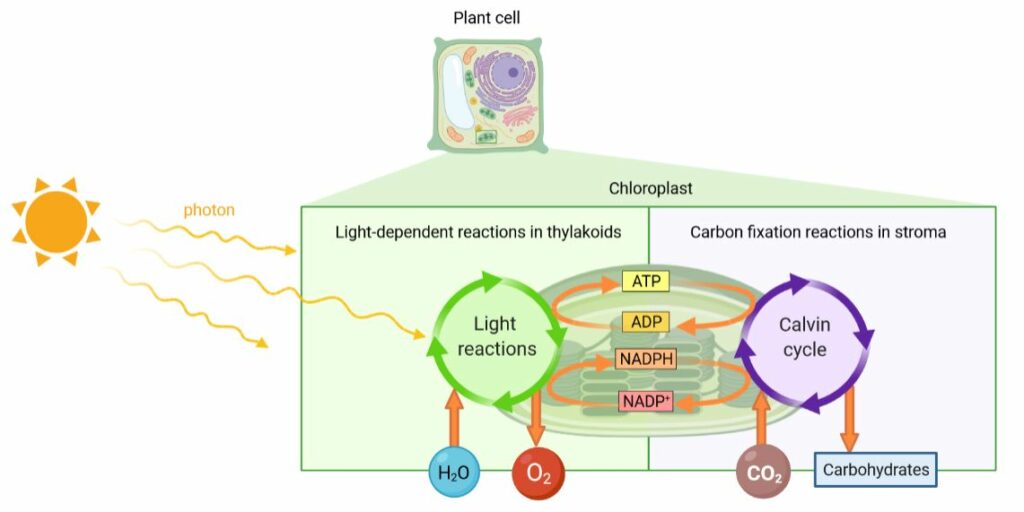 Photosynthesis: the light reactions and Calvin cycle