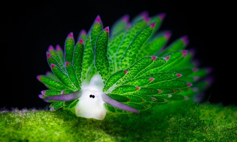 Photo of a sea sheep / C. Kuroshimae